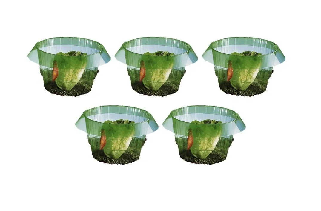 Salatringe 5 Stück SEt - 1