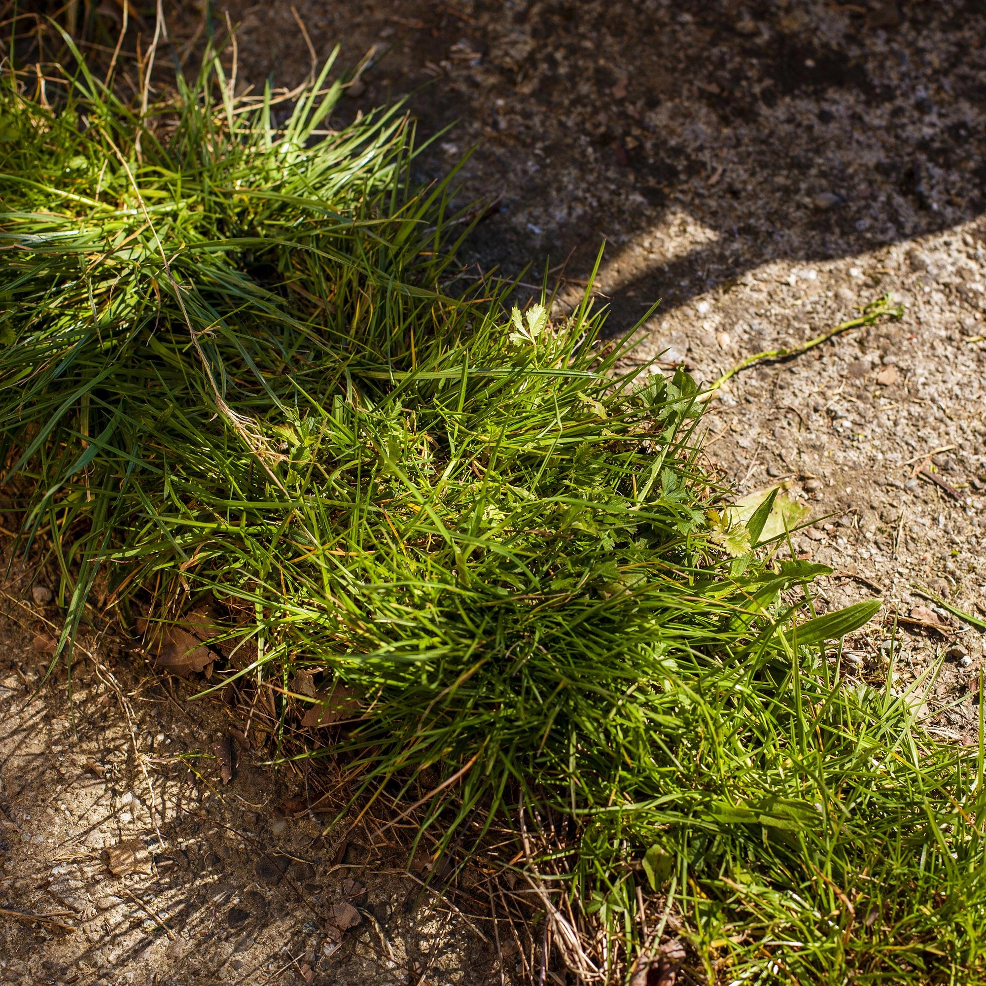 UPP Rasenkantenschneider Easy - 5