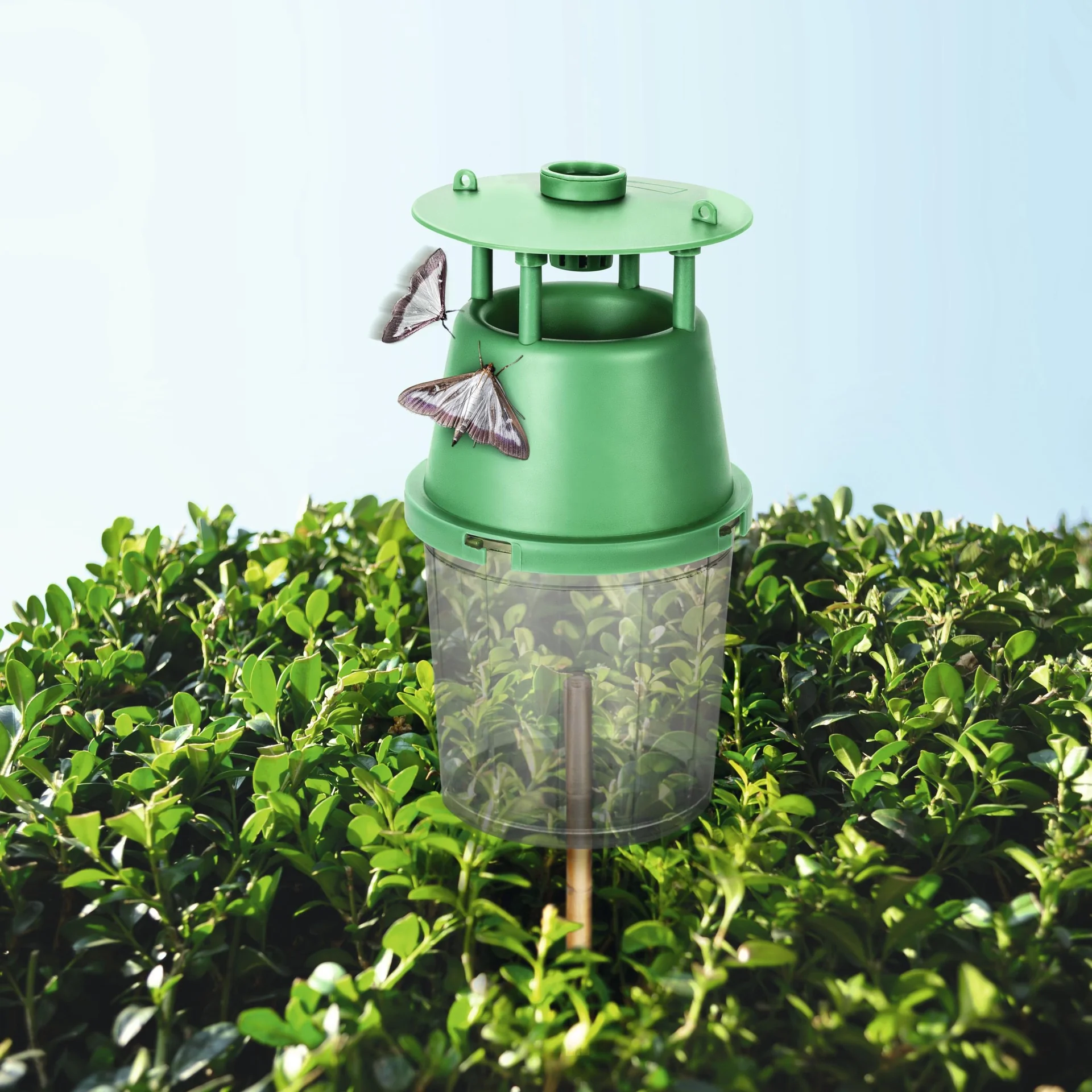 Buchsbaumzünsler-Falle inklusive Lockstoff - 6