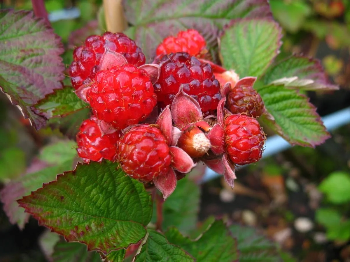Brombeere "Dorman Red", 3,5L-Container - 1