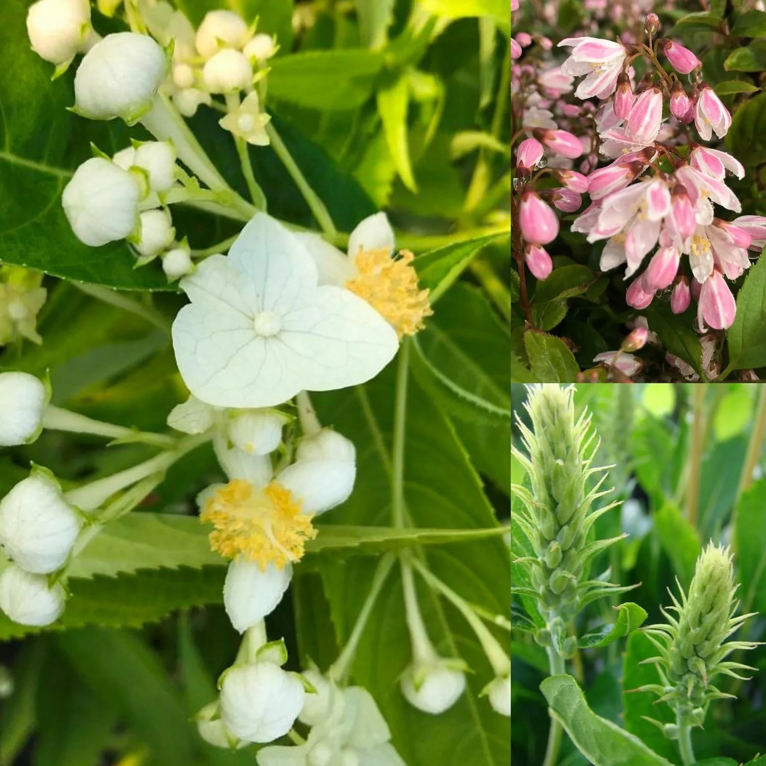 Insektennährgehölz, 4,6L Topf, 3 Stück im Set, 1 x Schüsselhortensie, 1 x Silberkerzenstrauch "Hummingbird", 1 x Sternchenstrauch "Strawberry Fields" - 1