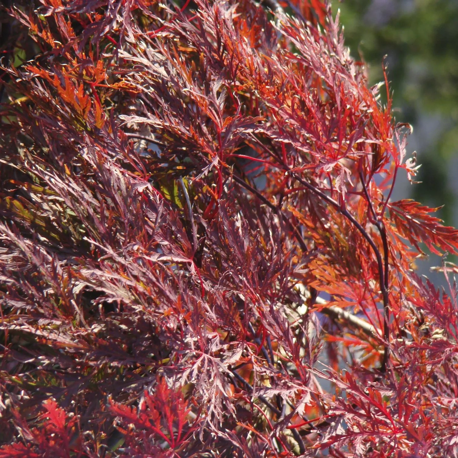 Schlitzahorn dunkelroter Garnet - Acer palmatum - 4 L Topf 30-40 cm - 2