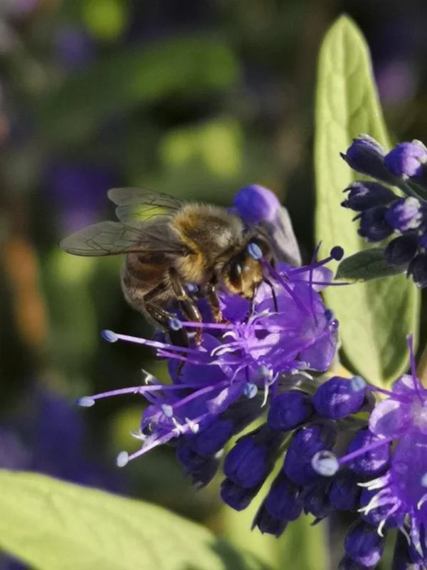 Bartblume Heavenly Blue - Caryopteris clandonensis - 7.5 L Topf 40-60 cm - 2