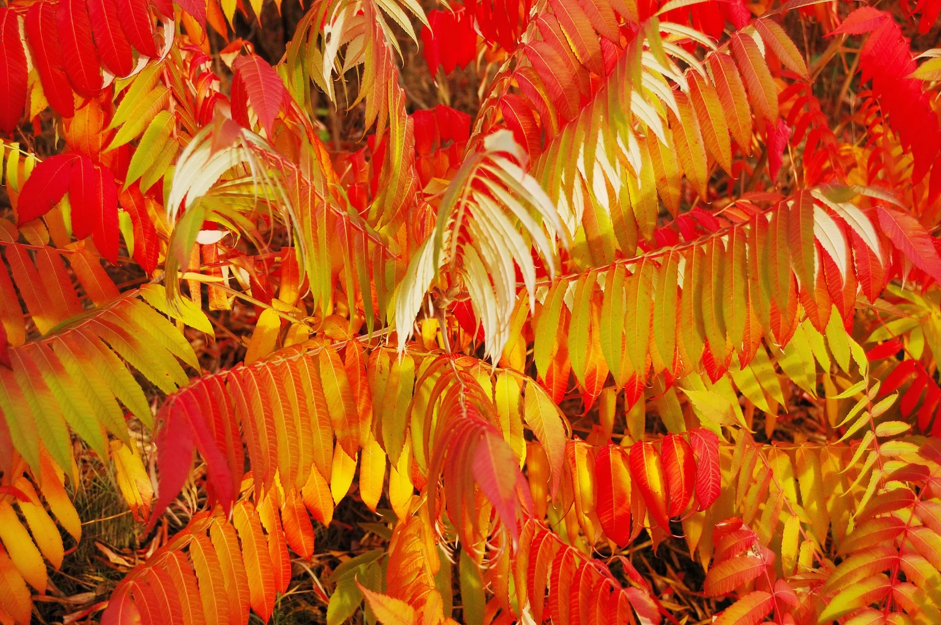 Essigbaum Rhus typhina - 7.5 L Topf 80-100 cm - 1