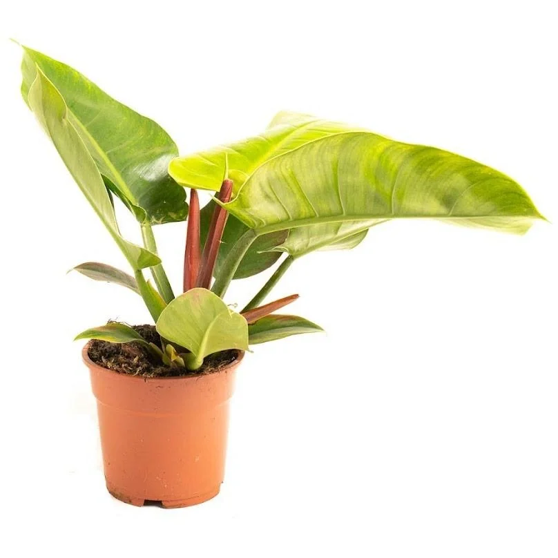 Aufblühender Philondendron Imperial Grün Groß - 50-60cm - 1 Stück - 5