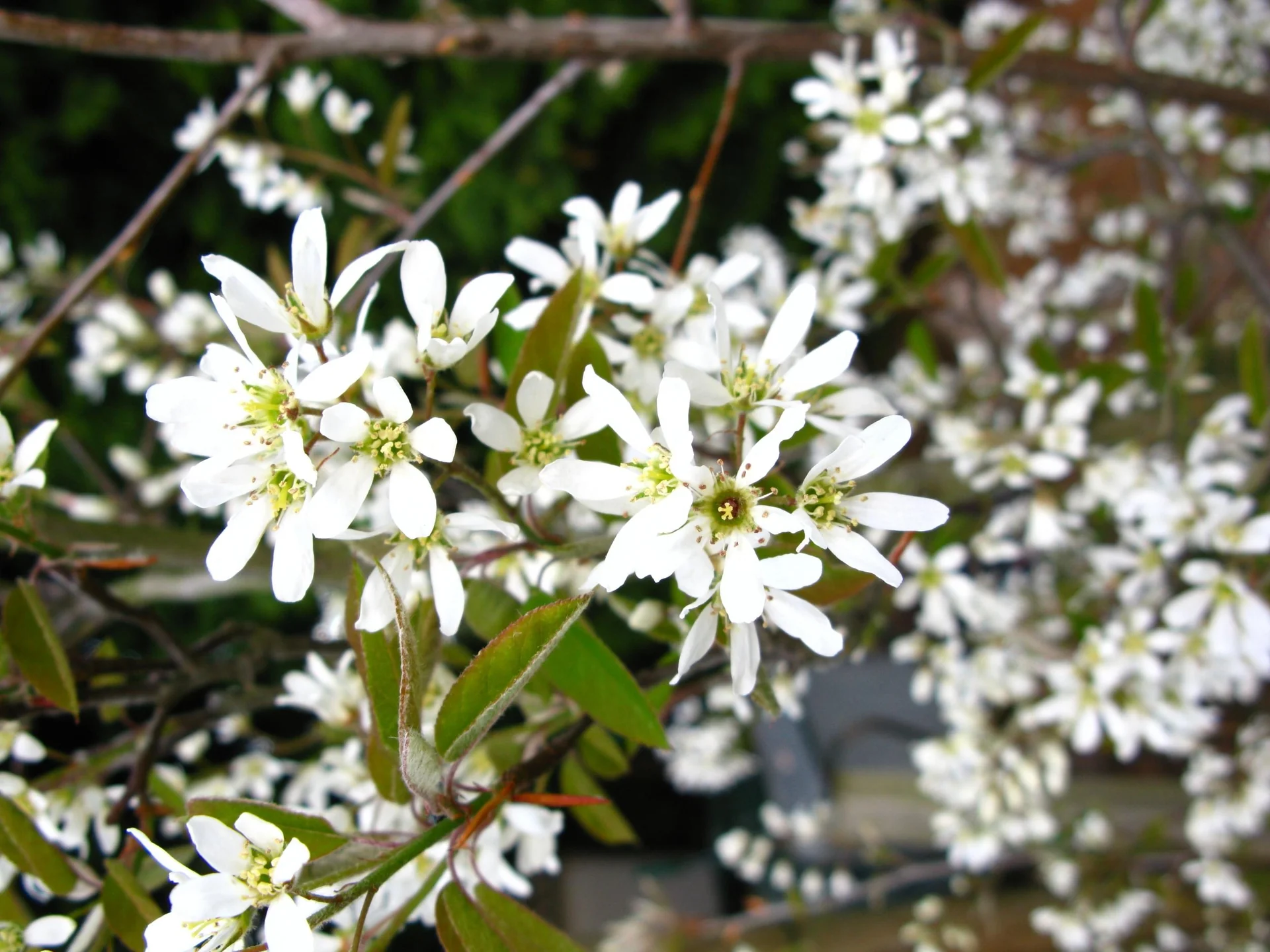Kupferfelsenbirne Amelanchier lamarckii - 7.5 L Topf 80-100 cm - 3