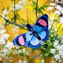studio-ROOF-3D-Schmetterling-blau-Pappe-466434_5.jpg