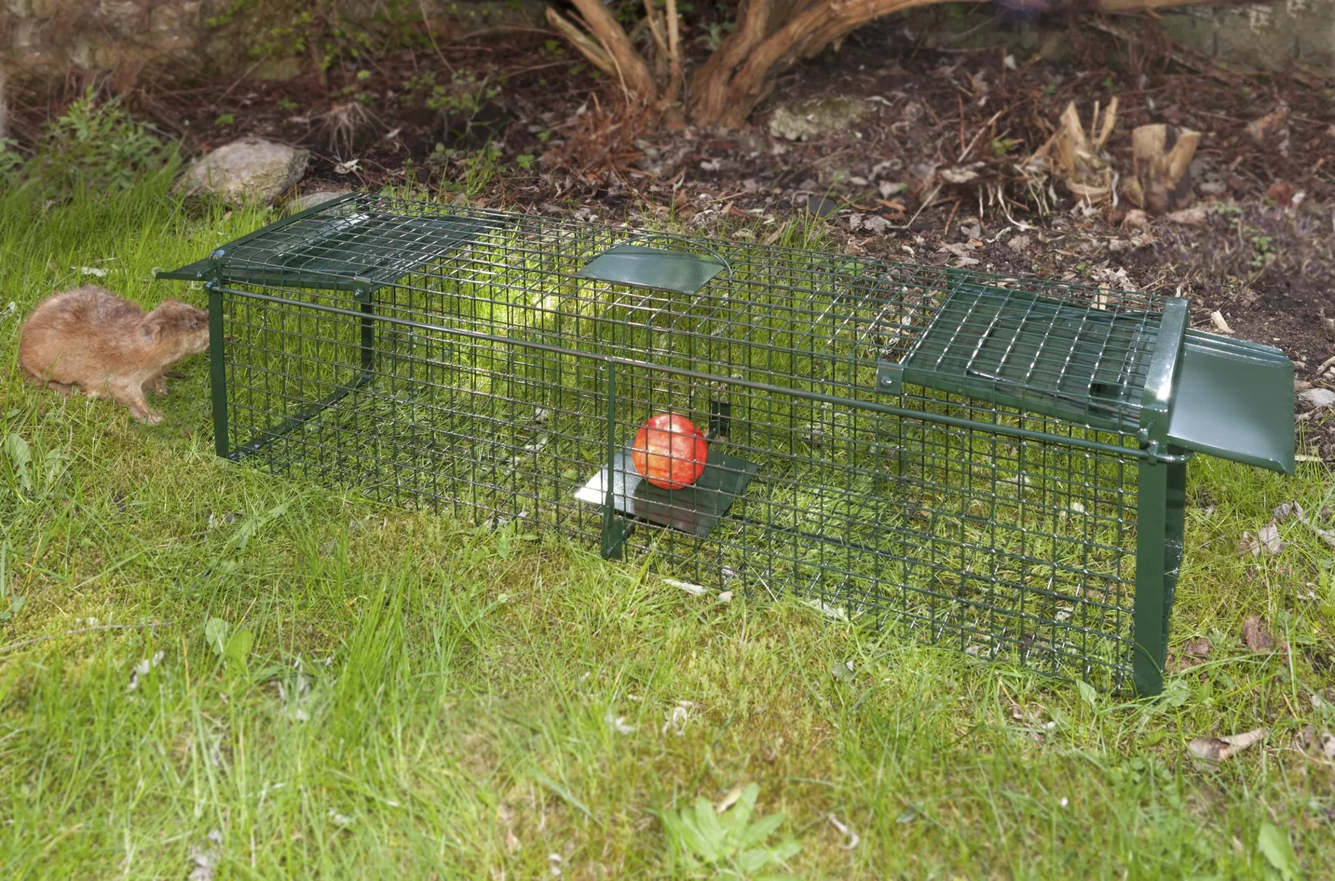 Lebendfalle 100 cm, schräg - 2