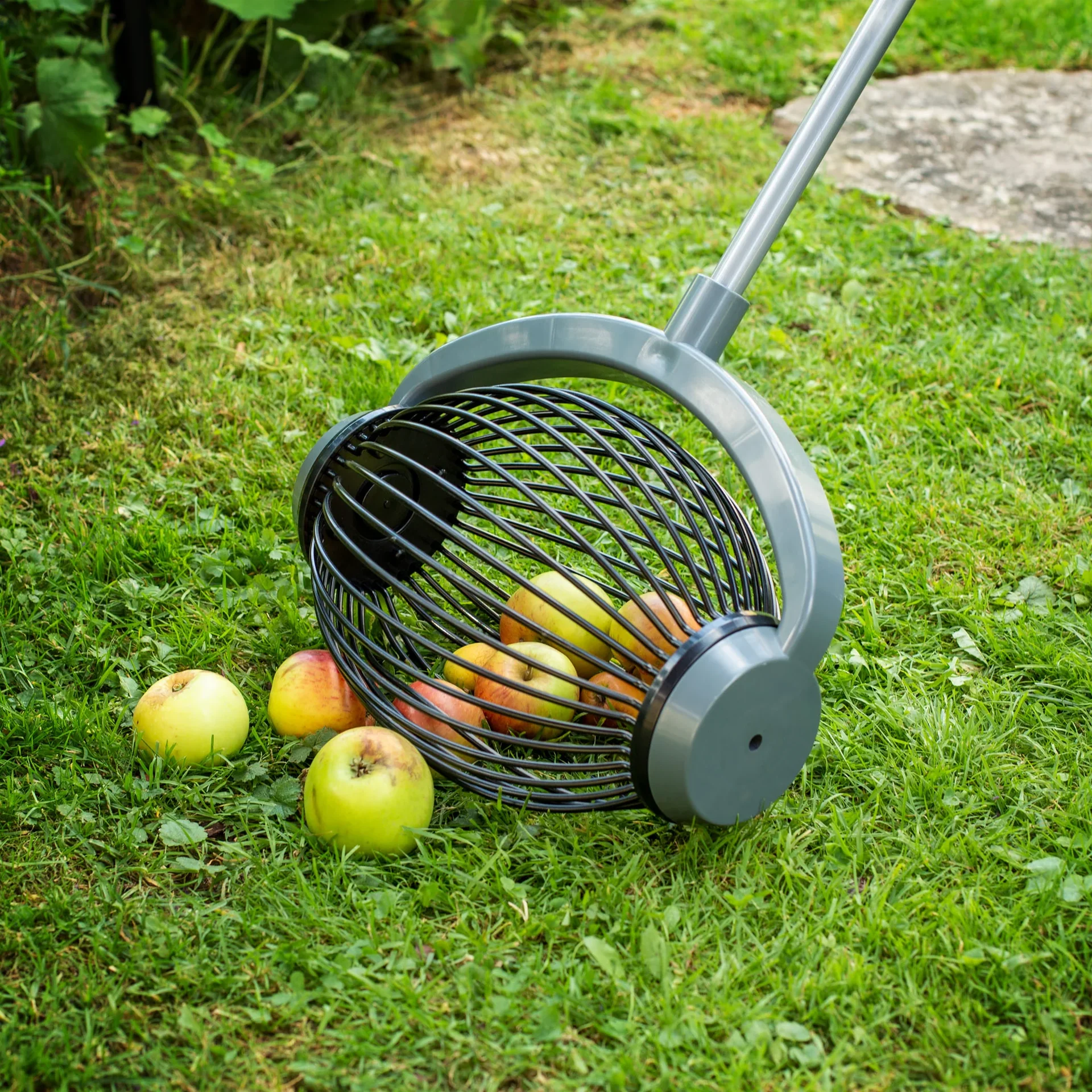 Rollsammler / Obstsammler, groß mit Alu Teleskopgriff - 5