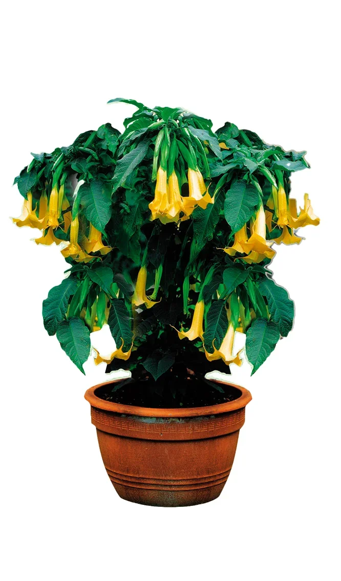 Captain Green Schnellwuchs-Dünger Granulat 1 kg - 3