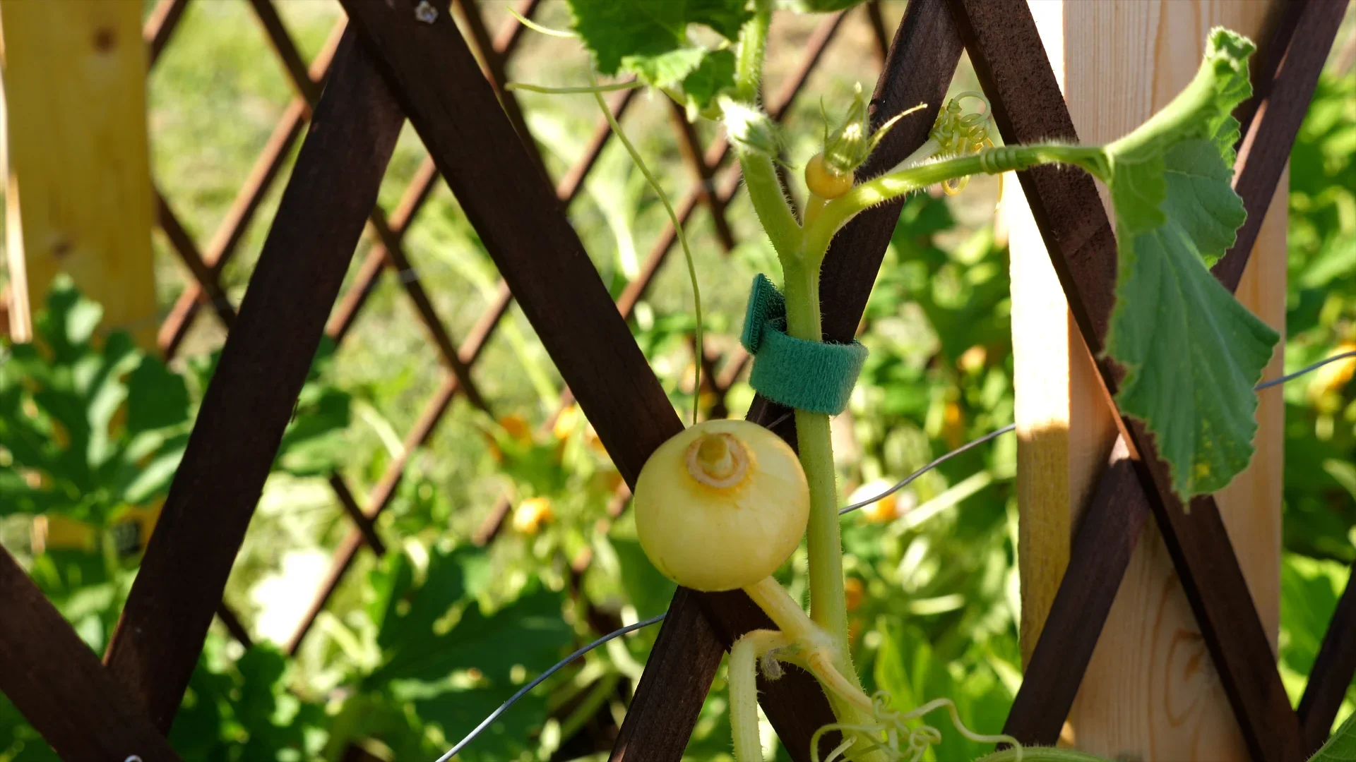 Pflanzenbinder-Klettband, 5 m, grün - 3