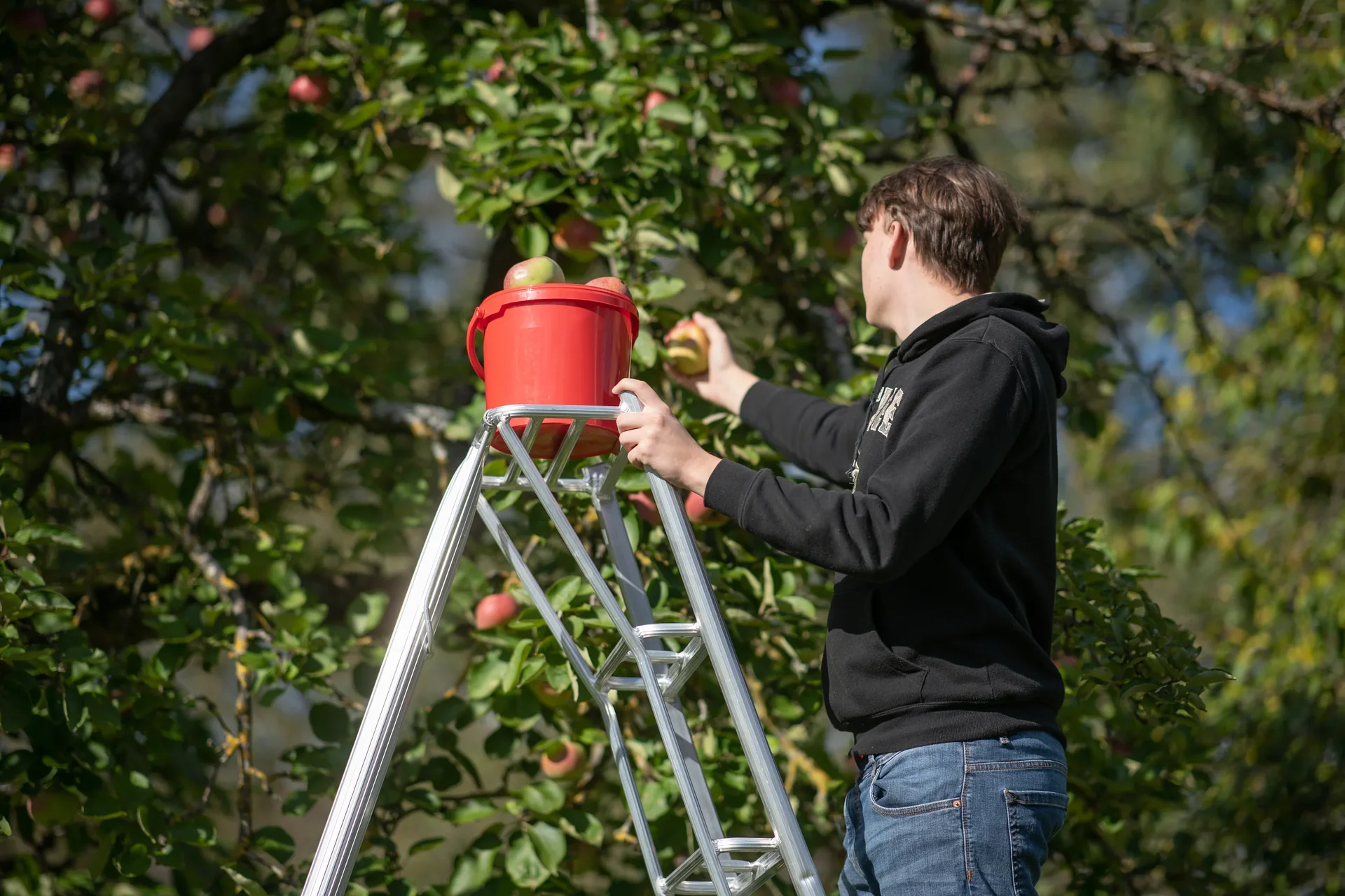 3-Holm-Gartenleiter, 270 cm, höhenverstellbar - 4