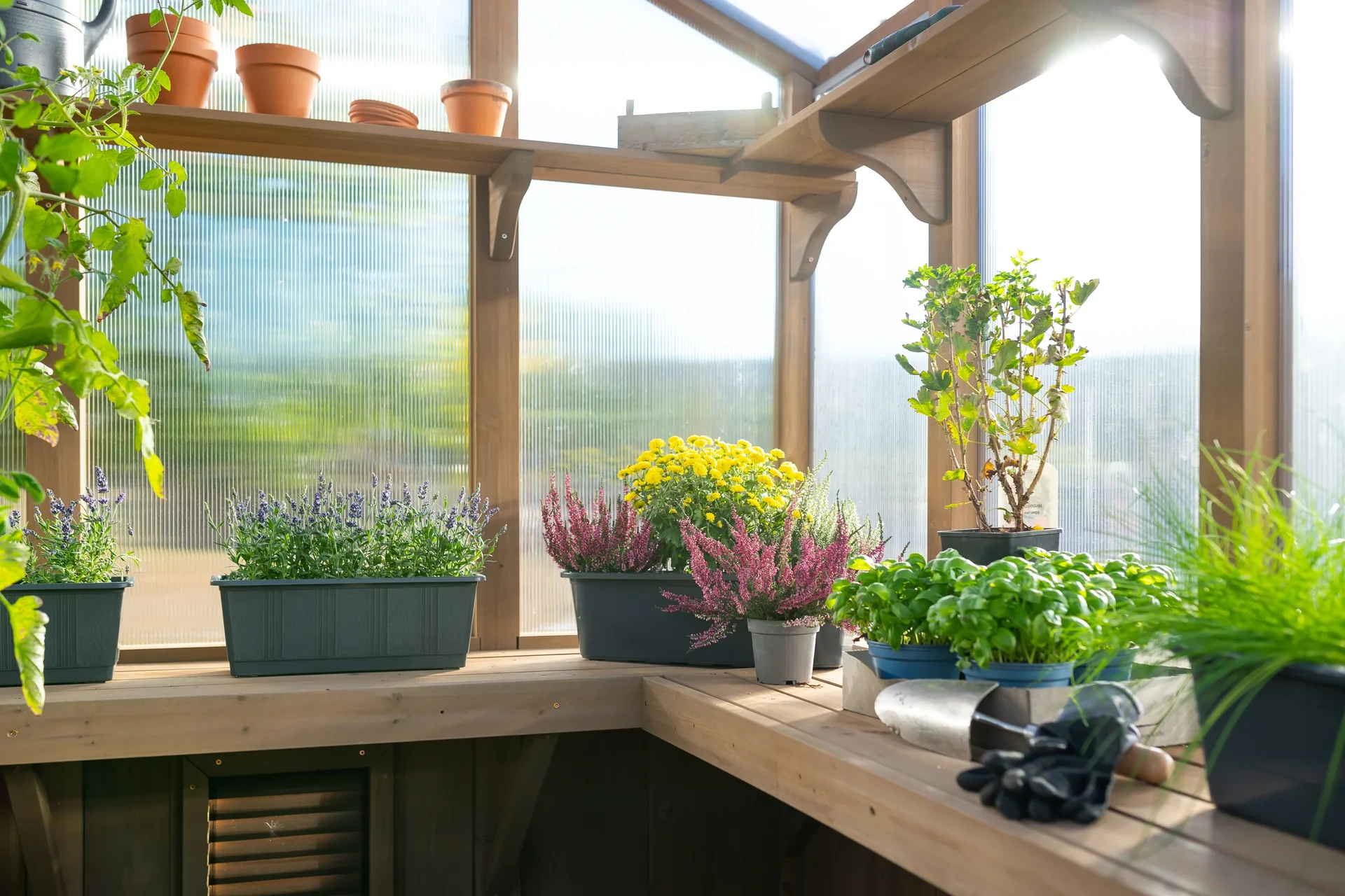 Gewächshaus Paul - 4