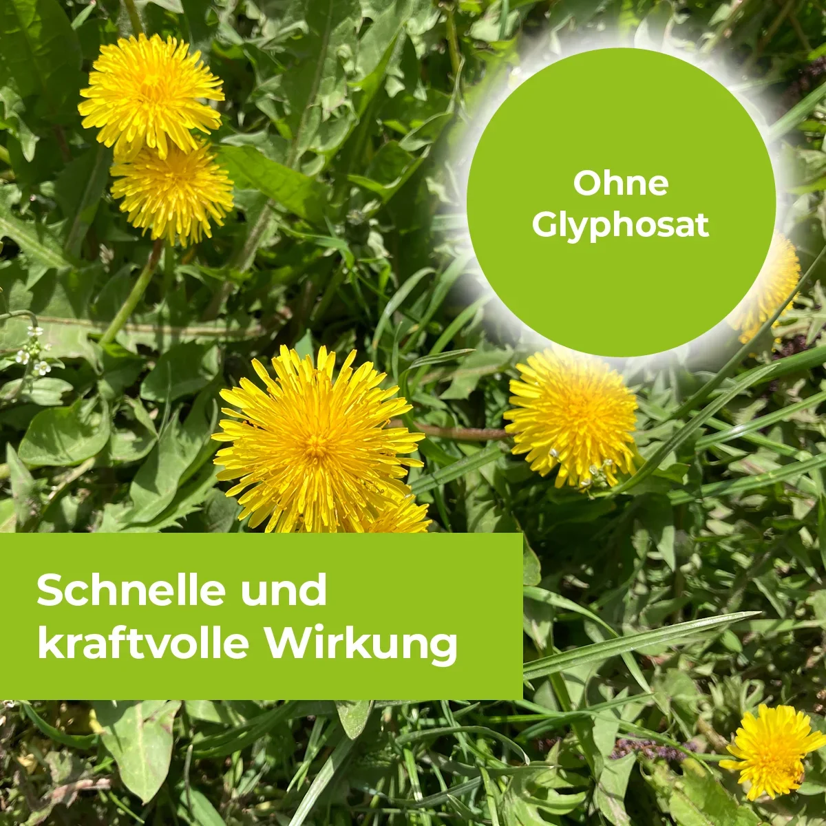 Permaclean Express Unkrautfrei AF 5 L - 1