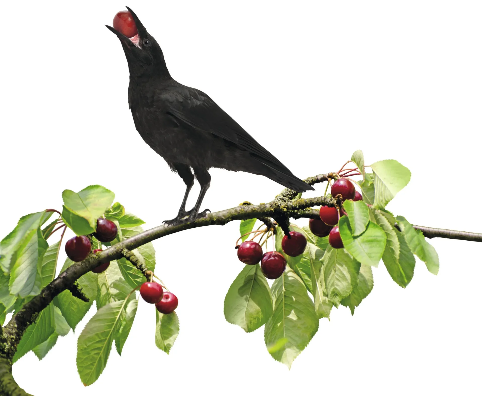 Solar Vogelabwehr - 1