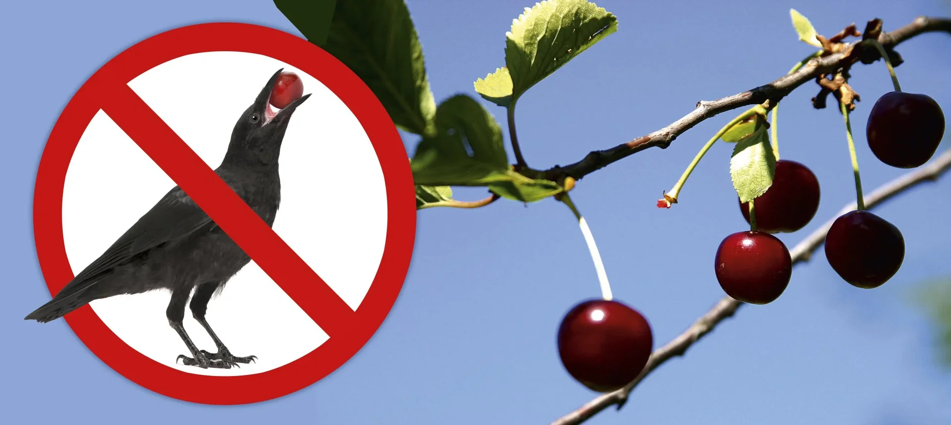 Solar Vogelabwehr - 4