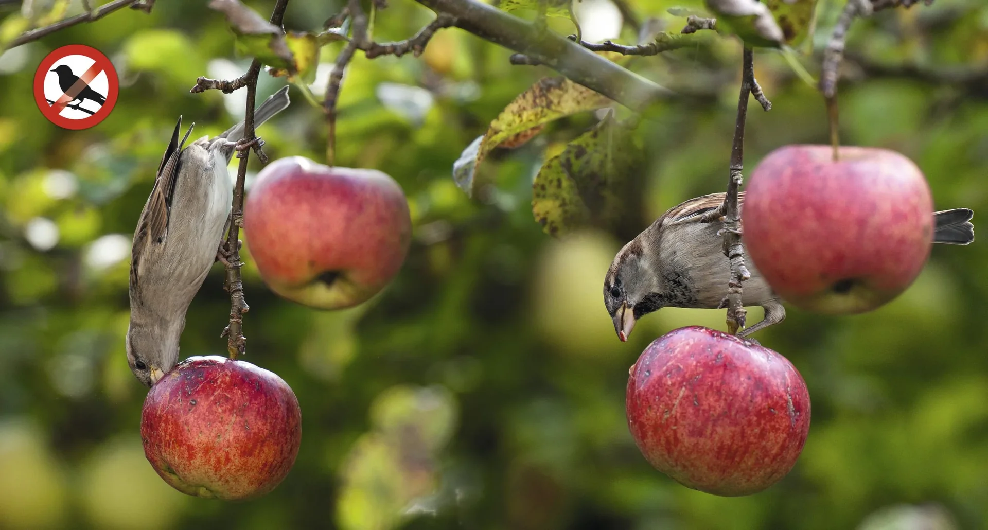 Solar Vogelabwehr - 7