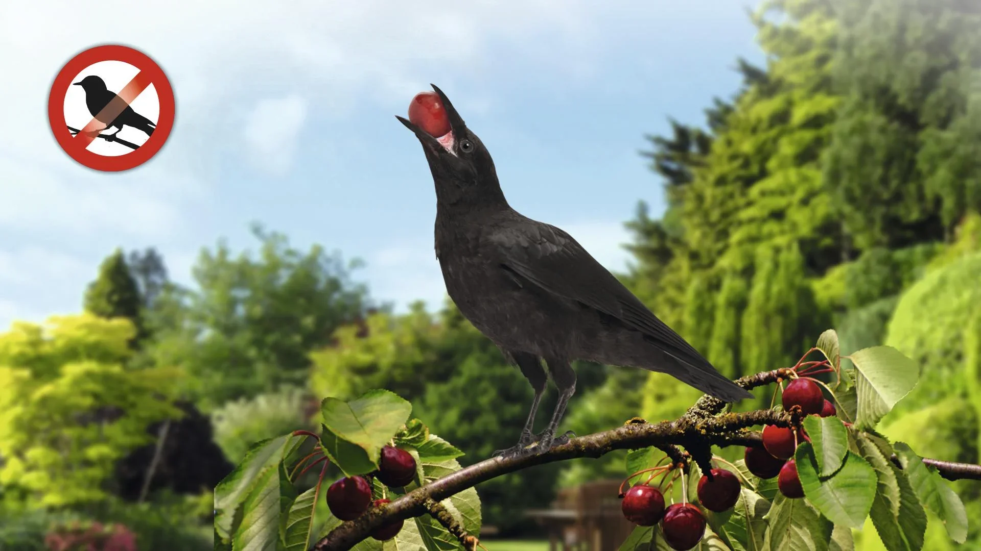 Solar Vogelabwehr - 8