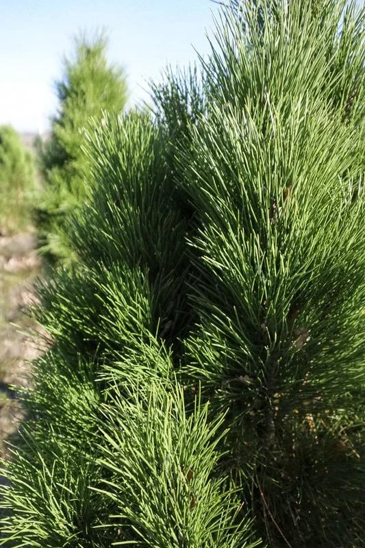 Schwarzkiefer Green Tower - Pinus nigra - Solitär mit Ballen 125-150 cm - 0