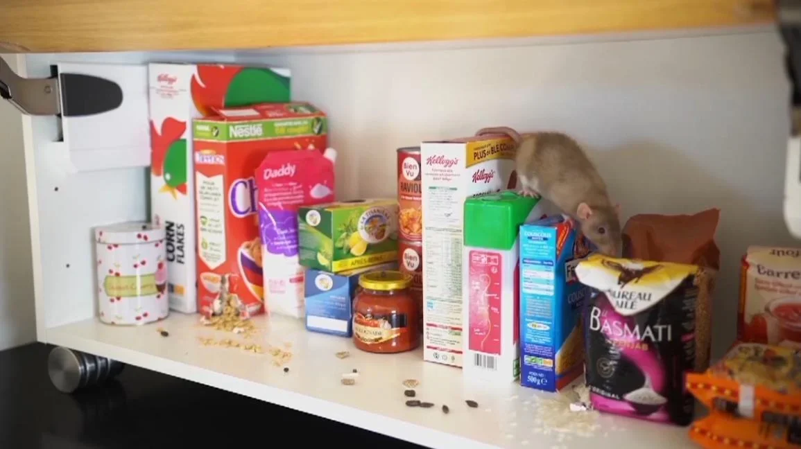 Ultraschall-Schädlingsvertreiber - 1