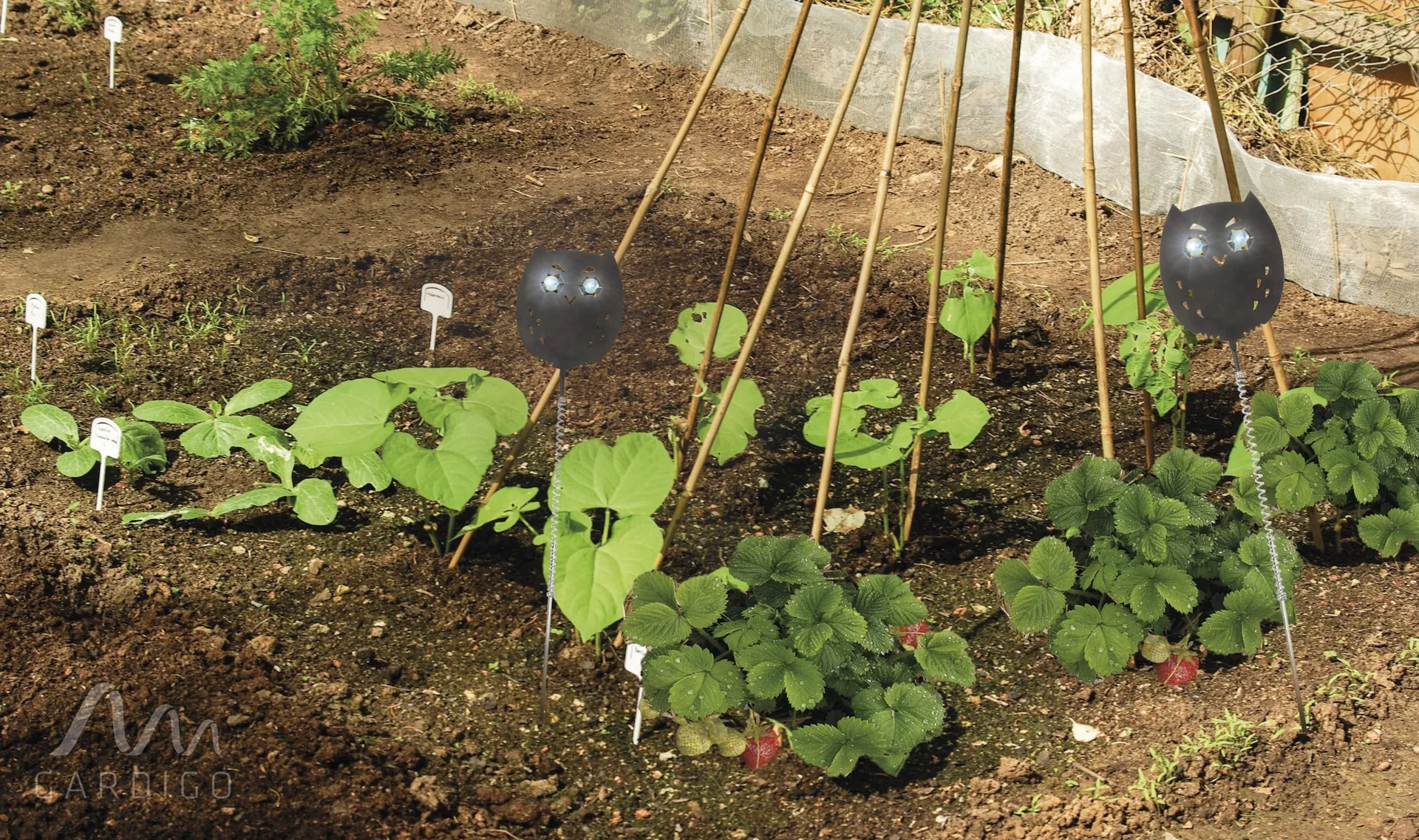 Vogelfrei Eulanda 4er Set - 9