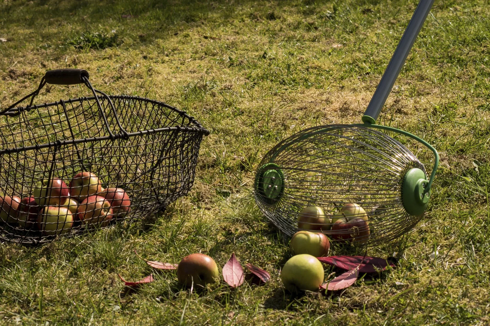 Nuss- und Obstsammler - 3