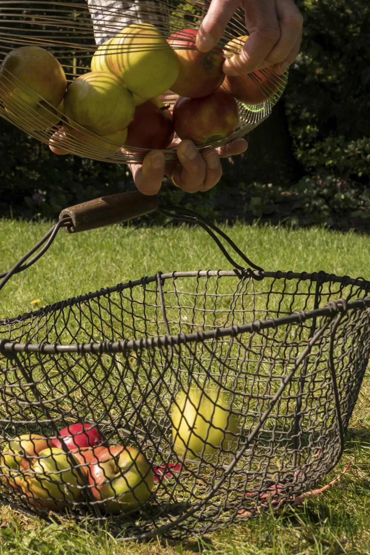 Nuss- und Obstsammler - 4