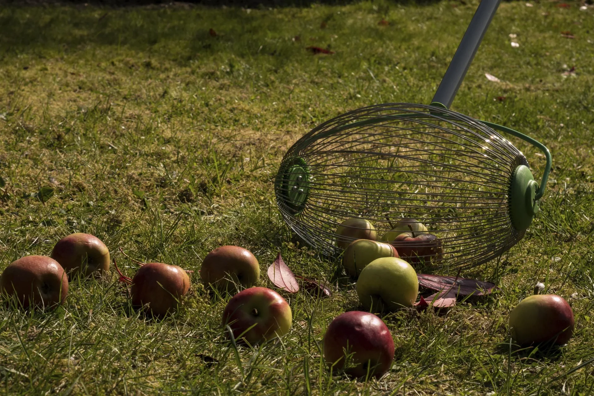 Nuss- und Obstsammler - 5