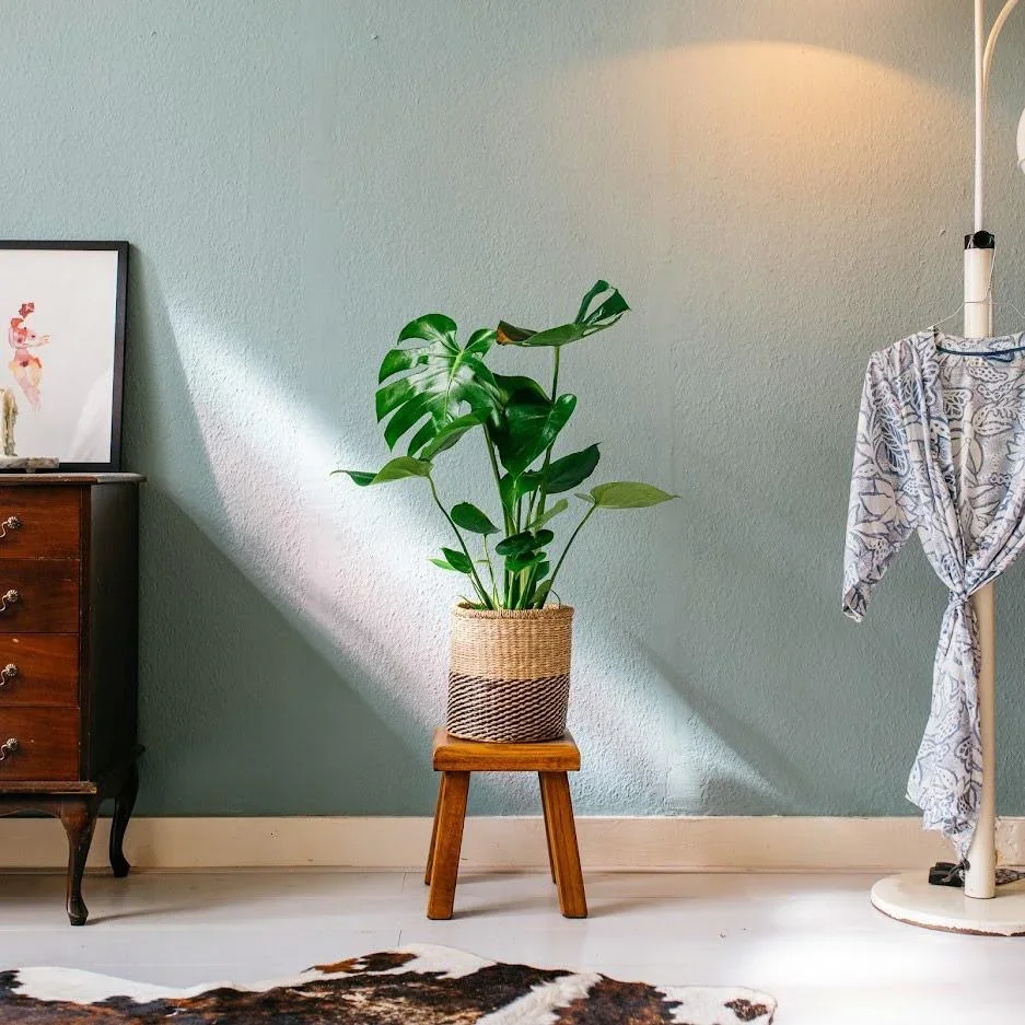 Aufblühende Veredelungspflanze - Monstera Deliciosa - Groß - 65-75Cm - 1 Stück - 2