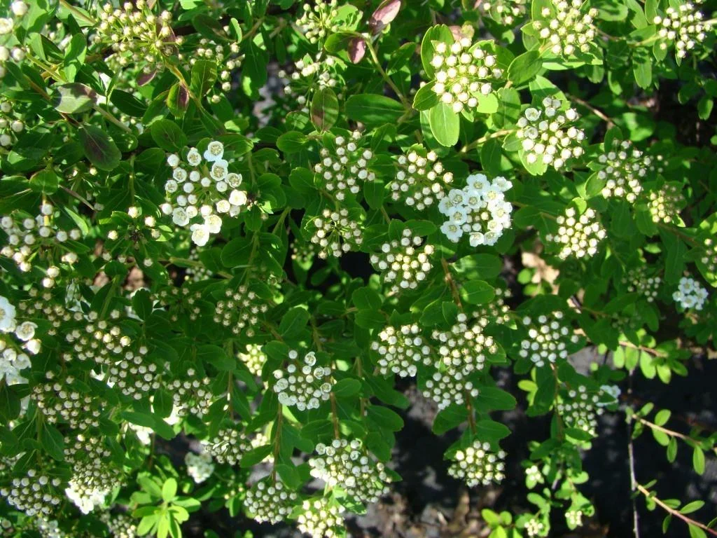 Strauchspiere Snowmound - Spiraea nipponica - 7.5 L Topf 80-100 cm - 0