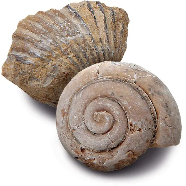 Discovery Mindblow - Fossilienausgrabung - Grabungsset - 2 Stück Archäologie - 0