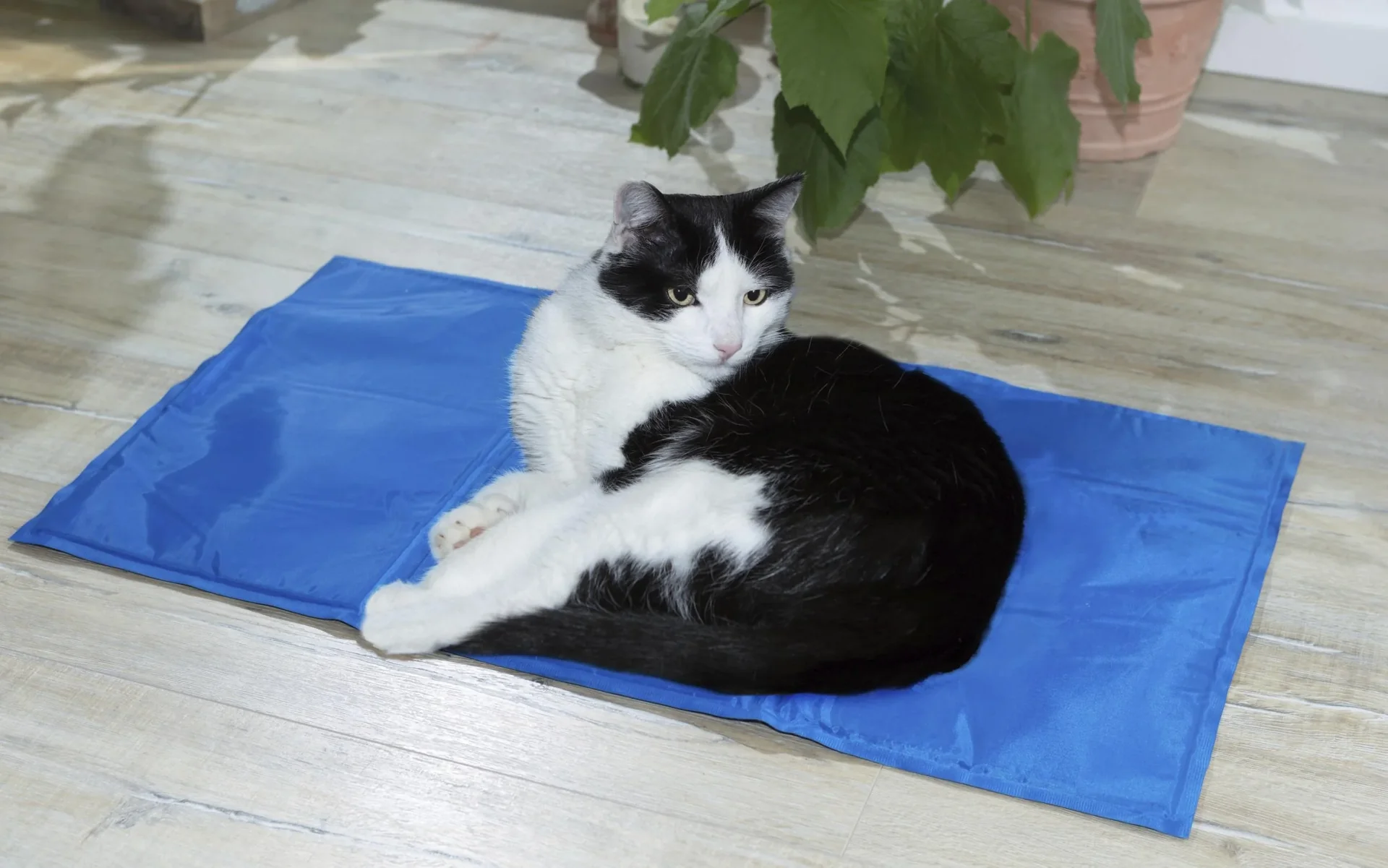 Kühlmatte "PET" 90 x 50 cm - 2