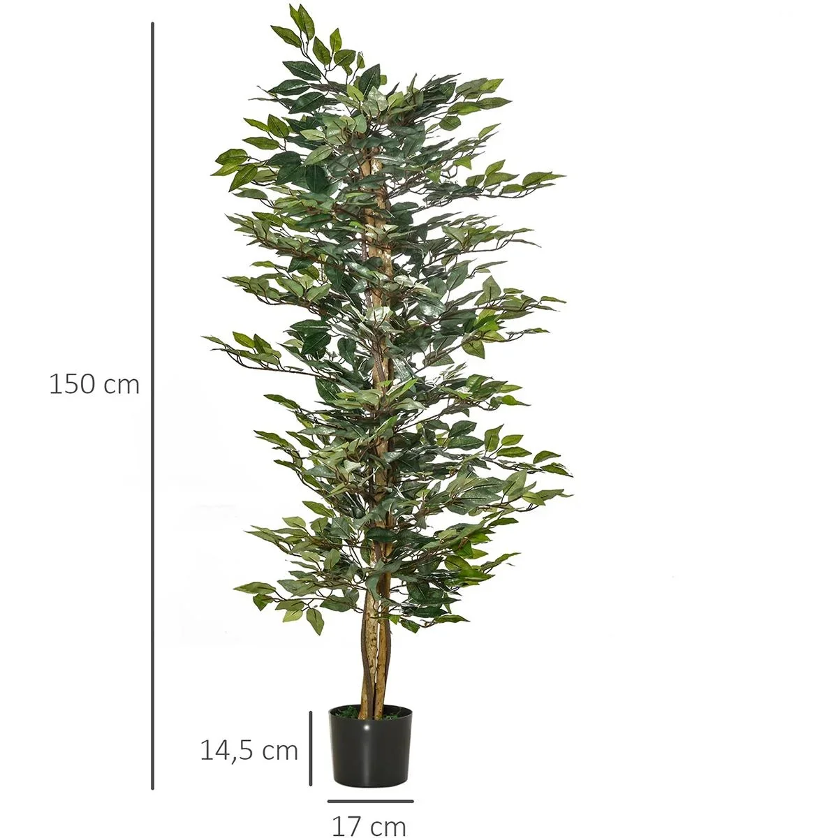 Lorbeerkirsche, Prunus lauroc. "Caucasica", für 5 m Hecke, 60-80 cm hoch, 7 Liter Topf, 10 Stück im Set - 3