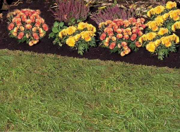 Rasenkantenstecher 20 cm, T-Stiel - 1