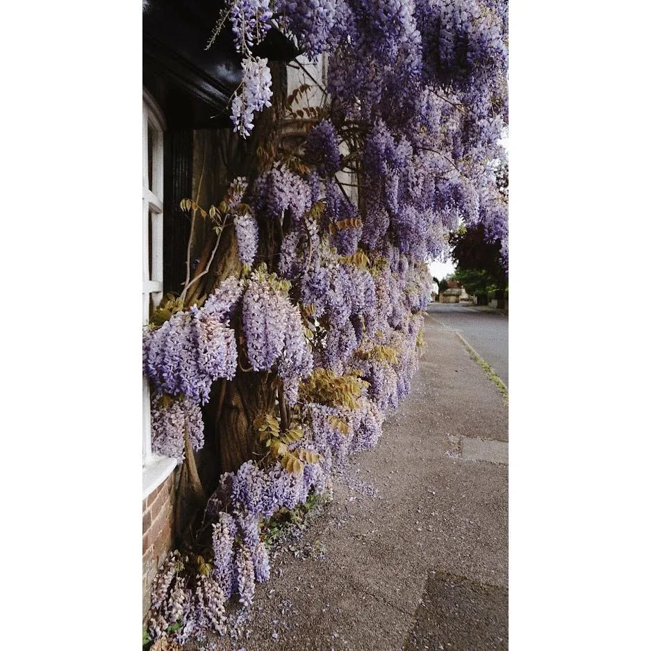 Flower-up Wisteria Pflanzen - 3 Stück - 30-38Cm - 1
