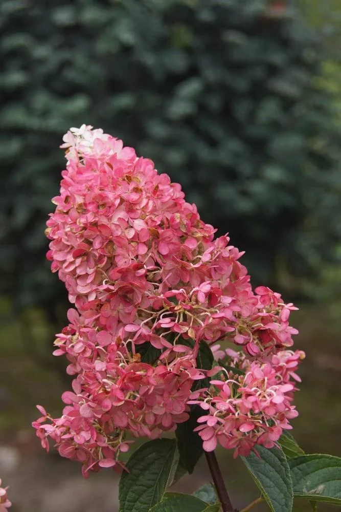 Rispenhortensie Vanille-Fraise - Hydrangea paniculata - 12 L Topf 80-100 cm - 1