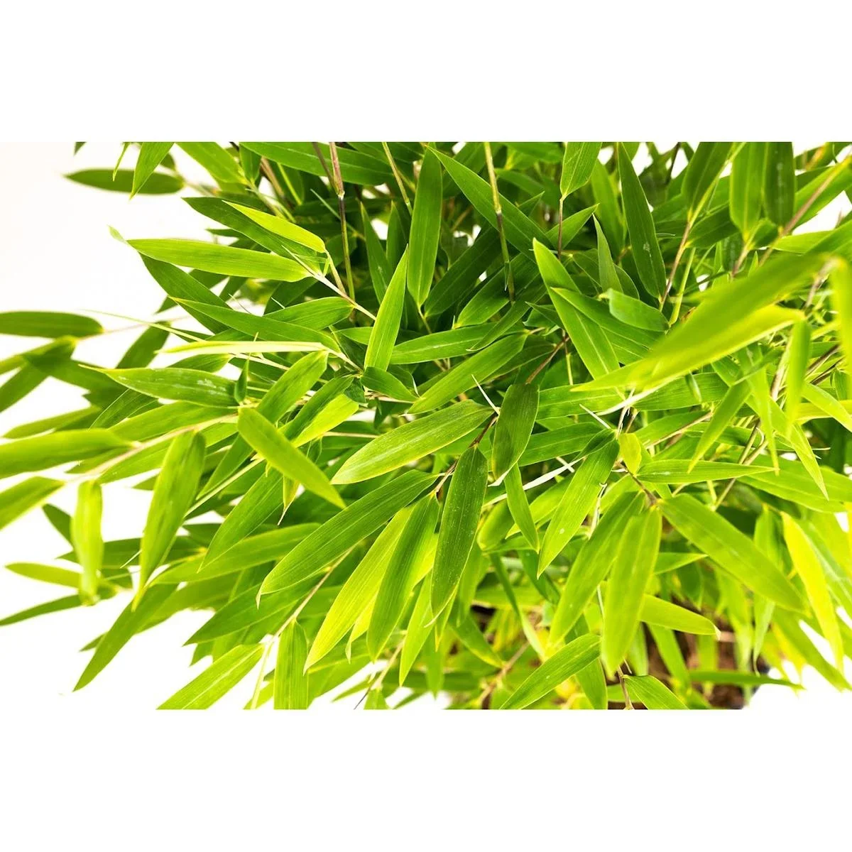 Flower-up Bamboo "Nicht verrottend" Medium - Fargesia - 40-60Cm - 1 Stück - 1