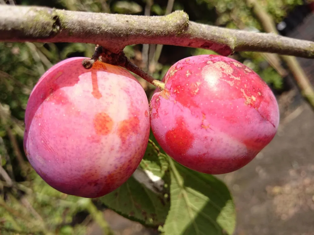 Pflaume "Königin Viktoria" Busch, im 10-Container, saftiges Fruchtfleisch