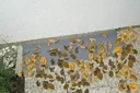 Schmutz- und Kleintier Abweiser für Lichtschächte, Fiberglasgewebe