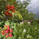 Vogelnähr- und Schutzhecke für 3 m Hecke, 60-100 cm, 7,5 Liter Topf, 6 Stück im Set, 2 x Kartoffelrose, 2 x Vogelbeere, 2 x schwarzgrüner Liguster