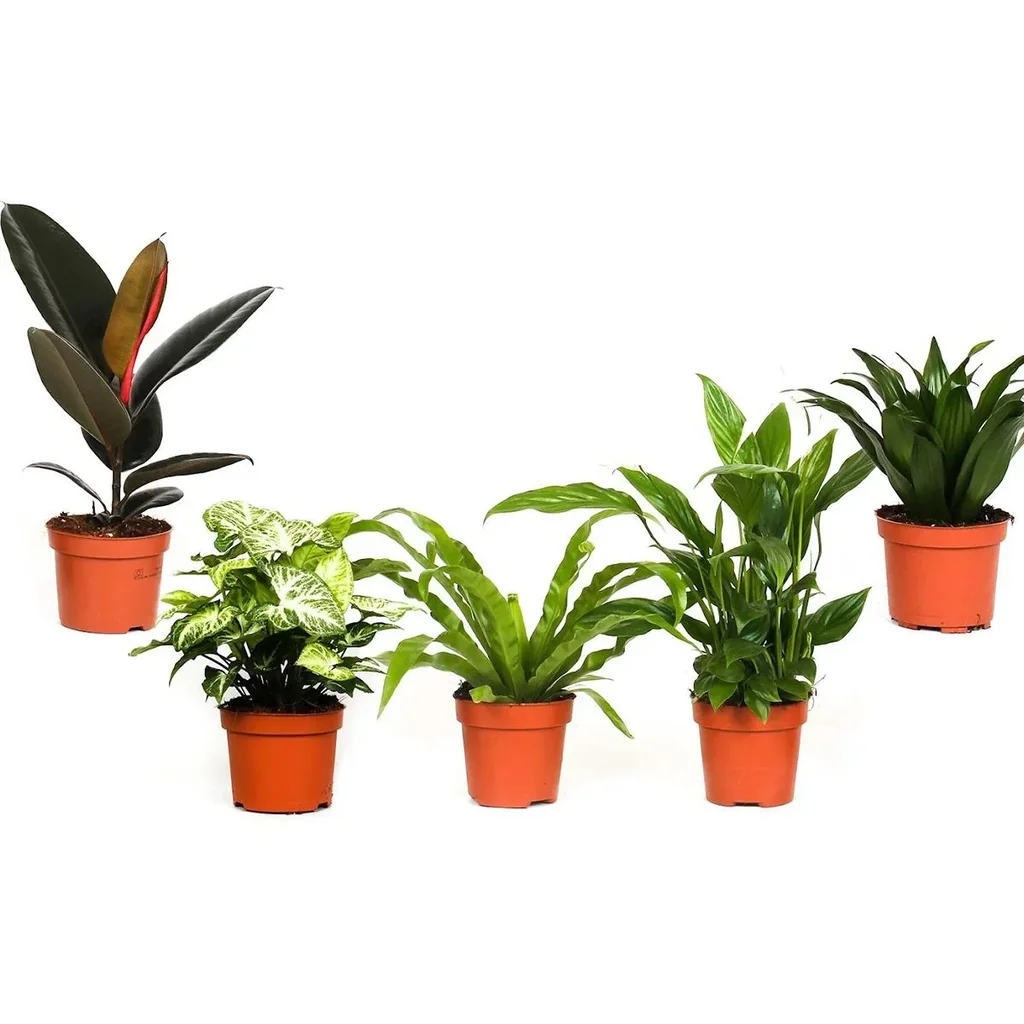 Bloem-up Luftreinigende Zimmerpflanzen - Mix-Set - 25 - 45 cm - 5 Stück