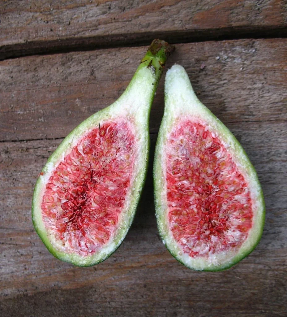 Feige "Perretta", 5L-Container