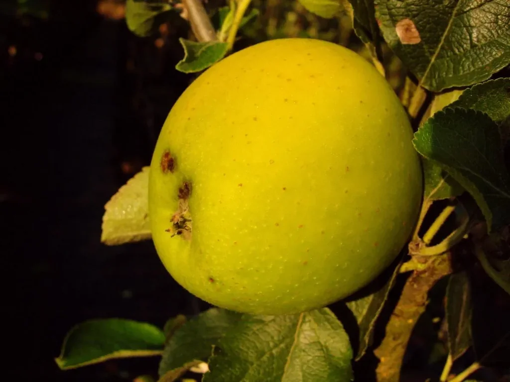 Säulenapfel "Goldspur", 7,5L-Container, mittelgroß, knackig, saftig süß, mit wenig Säure