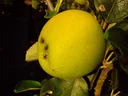 Säulenapfel "Goldspur", 7,5L-Container, mittelgroß, knackig, saftig süß, mit wenig Säure