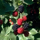 Brombeere 'Chester Thornless' (Rubus fruticosus) – winterharte Beerenobst-Pflanze, im 3,5-L-Container