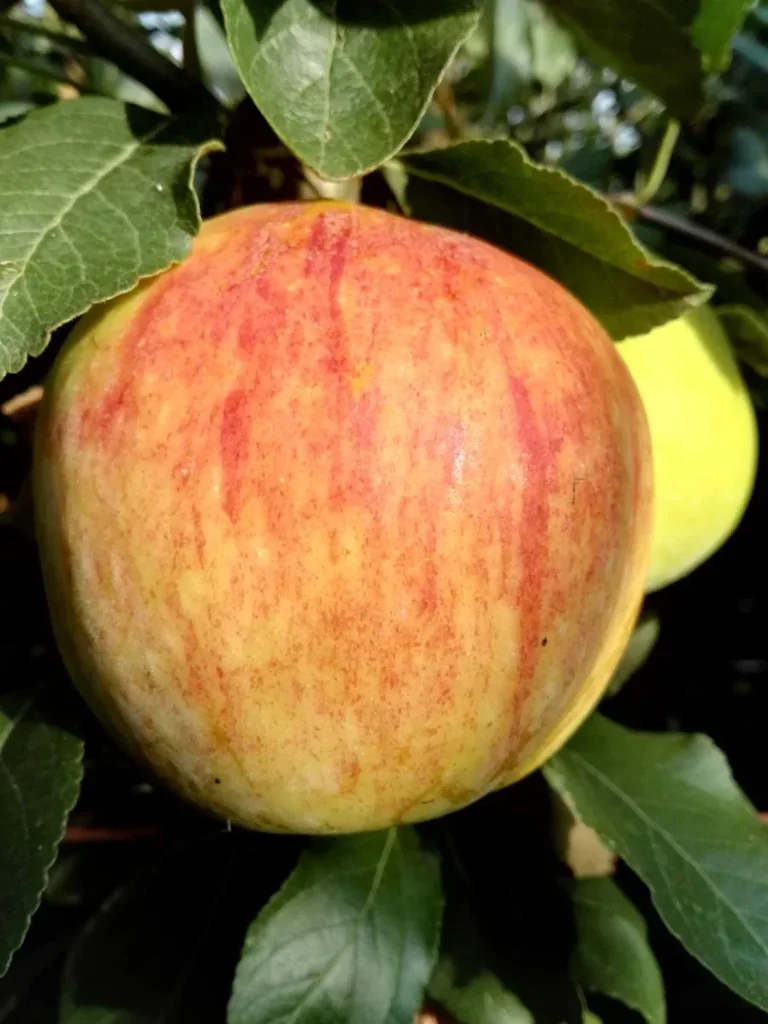 Zwergapfel "James Grieve Super Compact", 7,5L-Conatiner, erfrischend säuerlich und saftigt