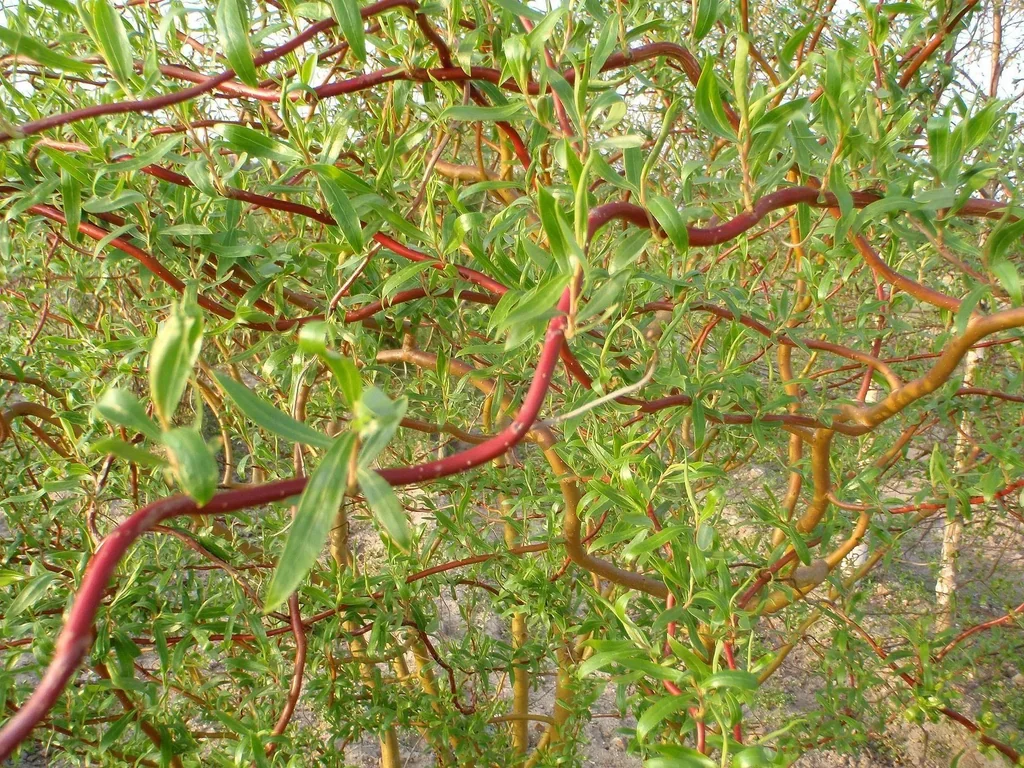 Korkenzieherweide Salix matsudana Tortuosa - 7.5 L Topf 80-100 cm