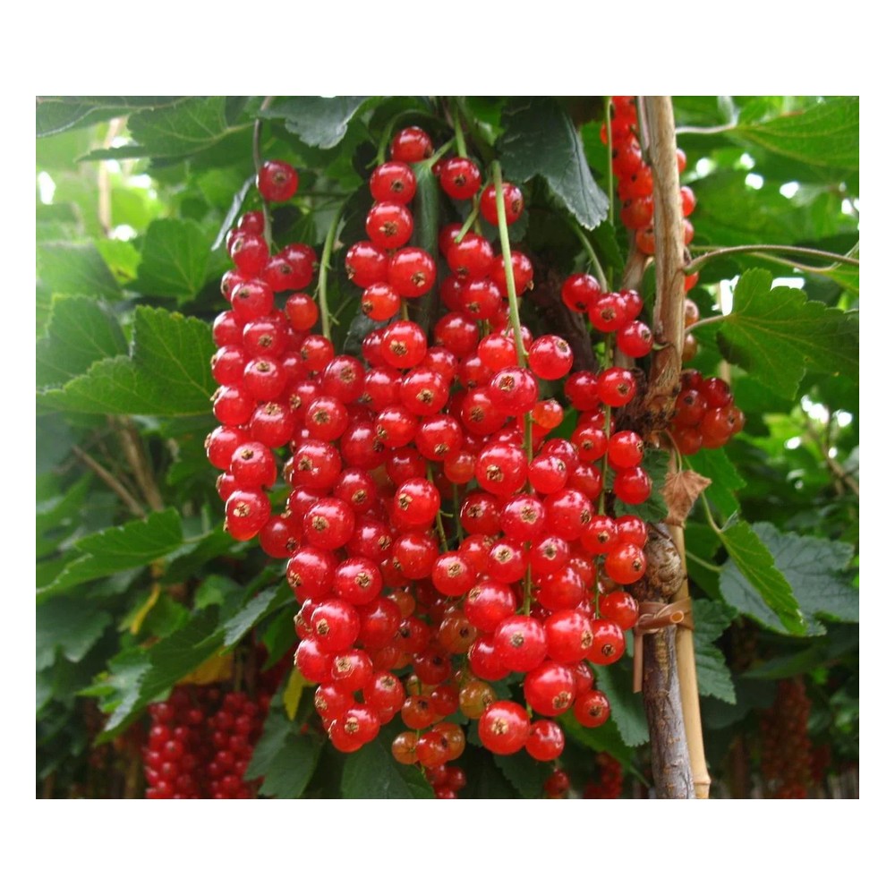 Johannisbeere rot "Rovada" Busch, im 3,5L-Container