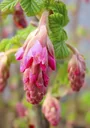 Blut-Zierjohannisbeere King Edward VII - Ribes sanguineum - 7.5 L Topf 80-100 cm