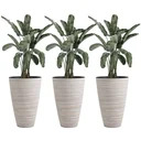 3er Set Blumentöpfe Ø 46,5 cm Höhe 60 cm Pflanztöpfe aus stabilem Kunststoff cremeweiß